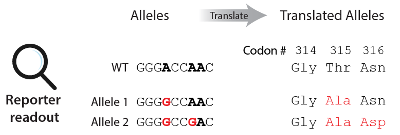 Allele translation