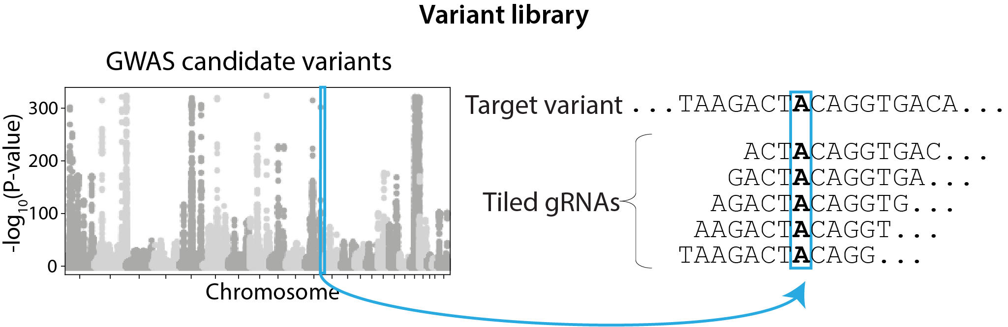 variant library design